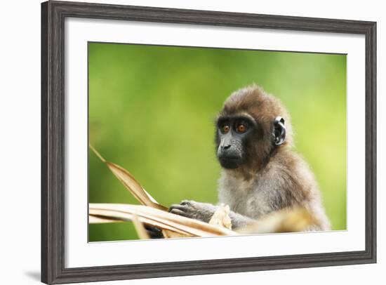 Asia, Indonesia, Sulawesi, Buton Island. Juvenile Buton Macaque-David Slater-Framed Photographic Print