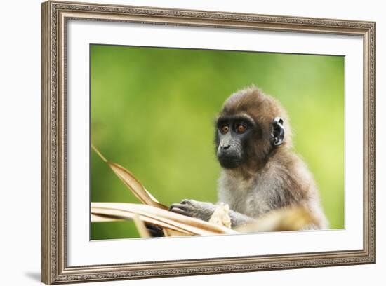 Asia, Indonesia, Sulawesi, Buton Island. Juvenile Buton Macaque-David Slater-Framed Photographic Print