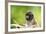 Asia, Indonesia, Sulawesi, Buton Island. Juvenile Buton Macaque-David Slater-Framed Photographic Print