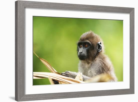 Asia, Indonesia, Sulawesi, Buton Island. Juvenile Buton Macaque-David Slater-Framed Photographic Print