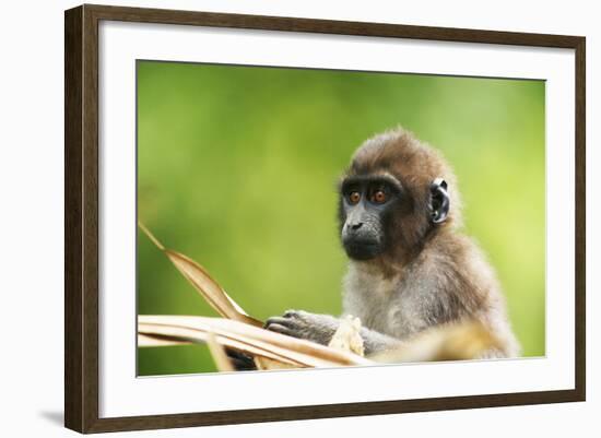 Asia, Indonesia, Sulawesi, Buton Island. Juvenile Buton Macaque-David Slater-Framed Photographic Print