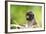 Asia, Indonesia, Sulawesi, Buton Island. Juvenile Buton Macaque-David Slater-Framed Photographic Print