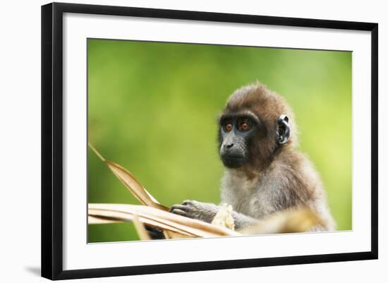 Asia, Indonesia, Sulawesi, Buton Island. Juvenile Buton Macaque-David Slater-Framed Photographic Print