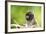 Asia, Indonesia, Sulawesi, Buton Island. Juvenile Buton Macaque-David Slater-Framed Photographic Print