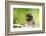 Asia, Indonesia, Sulawesi, Buton Island. Juvenile Buton Macaque-David Slater-Framed Photographic Print