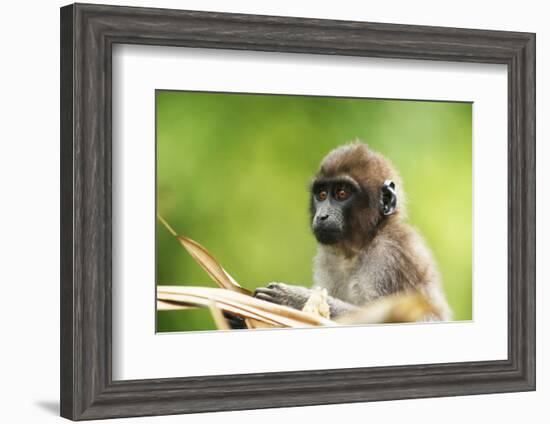 Asia, Indonesia, Sulawesi, Buton Island. Juvenile Buton Macaque-David Slater-Framed Photographic Print