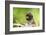 Asia, Indonesia, Sulawesi, Buton Island. Juvenile Buton Macaque-David Slater-Framed Photographic Print