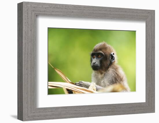 Asia, Indonesia, Sulawesi, Buton Island. Juvenile Buton Macaque-David Slater-Framed Photographic Print