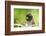 Asia, Indonesia, Sulawesi, Buton Island. Juvenile Buton Macaque-David Slater-Framed Photographic Print