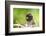 Asia, Indonesia, Sulawesi, Buton Island. Juvenile Buton Macaque-David Slater-Framed Photographic Print