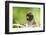 Asia, Indonesia, Sulawesi, Buton Island. Juvenile Buton Macaque-David Slater-Framed Photographic Print