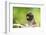 Asia, Indonesia, Sulawesi, Buton Island. Juvenile Buton Macaque-David Slater-Framed Photographic Print