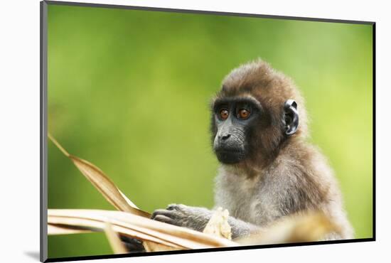 Asia, Indonesia, Sulawesi, Buton Island. Juvenile Buton Macaque-David Slater-Mounted Photographic Print