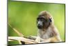 Asia, Indonesia, Sulawesi, Buton Island. Juvenile Buton Macaque-David Slater-Mounted Photographic Print