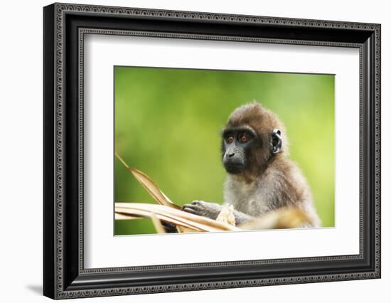 Asia, Indonesia, Sulawesi, Buton Island. Juvenile Buton Macaque-David Slater-Framed Photographic Print