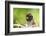 Asia, Indonesia, Sulawesi, Buton Island. Juvenile Buton Macaque-David Slater-Framed Photographic Print