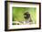 Asia, Indonesia, Sulawesi, Buton Island. Juvenile Buton Macaque-David Slater-Framed Photographic Print