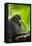 Asia, Indonesia, Sulawesi. Crested Black Macaque Adult in Rainforest-David Slater-Framed Premier Image Canvas