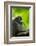 Asia, Indonesia, Sulawesi. Crested Black Macaque Adult in Rainforest-David Slater-Framed Photographic Print