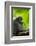 Asia, Indonesia, Sulawesi. Crested Black Macaque Adult in Rainforest-David Slater-Framed Photographic Print