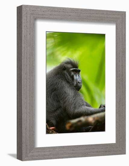 Asia, Indonesia, Sulawesi. Crested Black Macaque Adult in Rainforest-David Slater-Framed Photographic Print