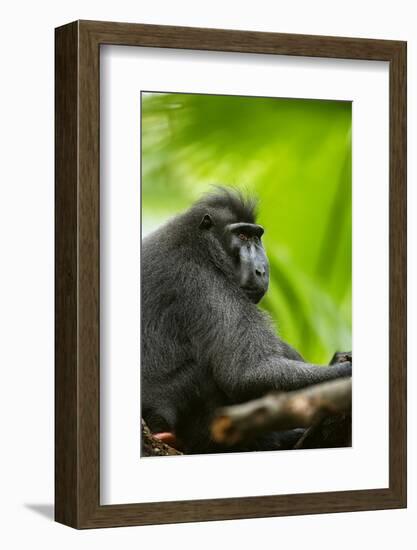 Asia, Indonesia, Sulawesi. Crested Black Macaque Adult in Rainforest-David Slater-Framed Photographic Print