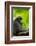 Asia, Indonesia, Sulawesi. Crested Black Macaque Adult in Rainforest-David Slater-Framed Photographic Print