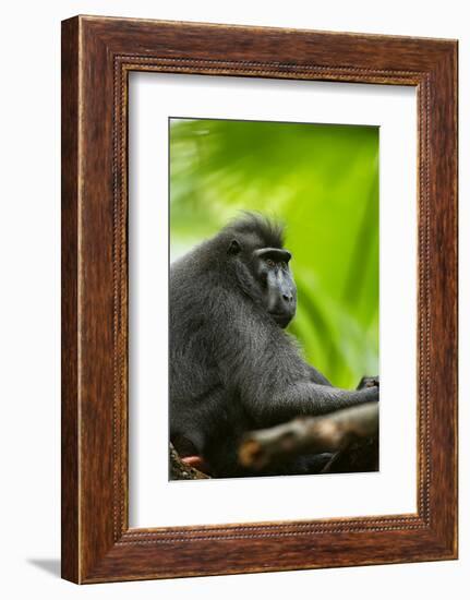 Asia, Indonesia, Sulawesi. Crested Black Macaque Adult in Rainforest-David Slater-Framed Photographic Print