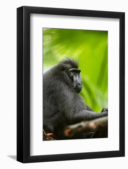 Asia, Indonesia, Sulawesi. Crested Black Macaque Adult in Rainforest-David Slater-Framed Photographic Print