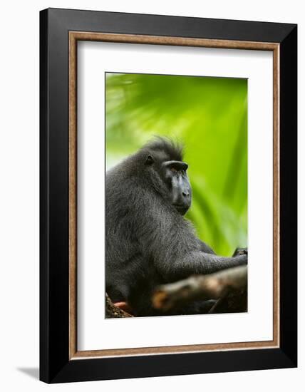 Asia, Indonesia, Sulawesi. Crested Black Macaque Adult in Rainforest-David Slater-Framed Photographic Print