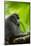 Asia, Indonesia, Sulawesi. Crested Black Macaque Adult in Rainforest-David Slater-Mounted Photographic Print