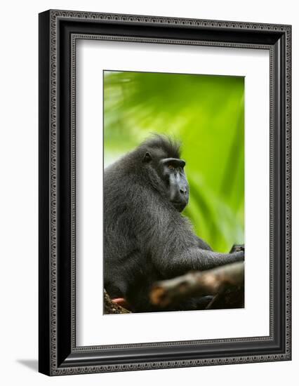 Asia, Indonesia, Sulawesi. Crested Black Macaque Adult in Rainforest-David Slater-Framed Photographic Print