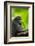 Asia, Indonesia, Sulawesi. Crested Black Macaque Adult in Rainforest-David Slater-Framed Photographic Print