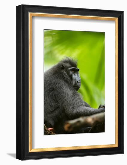 Asia, Indonesia, Sulawesi. Crested Black Macaque Adult in Rainforest-David Slater-Framed Photographic Print