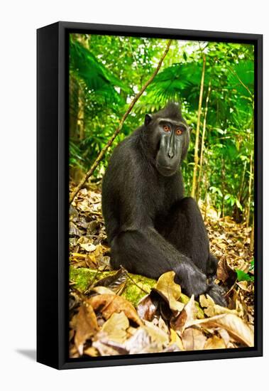 Asia, Indonesia, Sulawesi. Crested Black Macaque Adult Relaxing in Rainforest-David Slater-Framed Premier Image Canvas