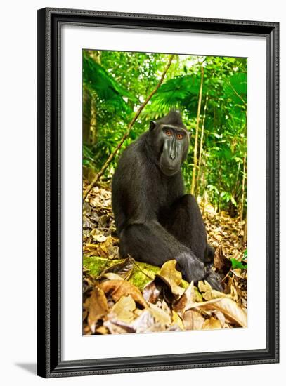 Asia, Indonesia, Sulawesi. Crested Black Macaque Adult Relaxing in Rainforest-David Slater-Framed Photographic Print