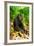 Asia, Indonesia, Sulawesi. Crested Black Macaque Adult Relaxing in Rainforest-David Slater-Framed Photographic Print