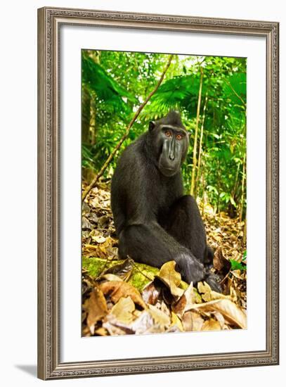 Asia, Indonesia, Sulawesi. Crested Black Macaque Adult Relaxing in Rainforest-David Slater-Framed Photographic Print