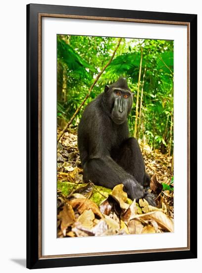 Asia, Indonesia, Sulawesi. Crested Black Macaque Adult Relaxing in Rainforest-David Slater-Framed Photographic Print