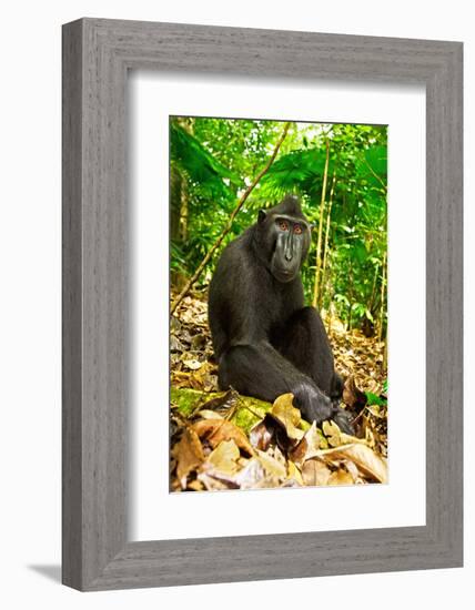 Asia, Indonesia, Sulawesi. Crested Black Macaque Adult Relaxing in Rainforest-David Slater-Framed Photographic Print