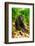 Asia, Indonesia, Sulawesi. Crested Black Macaque Adult Relaxing in Rainforest-David Slater-Framed Photographic Print