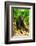 Asia, Indonesia, Sulawesi. Crested Black Macaque Adult Relaxing in Rainforest-David Slater-Framed Photographic Print