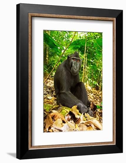 Asia, Indonesia, Sulawesi. Crested Black Macaque Adult Relaxing in Rainforest-David Slater-Framed Photographic Print