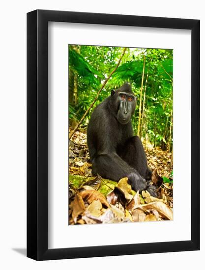 Asia, Indonesia, Sulawesi. Crested Black Macaque Adult Relaxing in Rainforest-David Slater-Framed Photographic Print