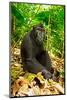 Asia, Indonesia, Sulawesi. Crested Black Macaque Adult Relaxing in Rainforest-David Slater-Mounted Photographic Print