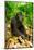 Asia, Indonesia, Sulawesi. Crested Black Macaque Adult Relaxing in Rainforest-David Slater-Mounted Photographic Print
