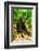 Asia, Indonesia, Sulawesi. Crested Black Macaque Adult Relaxing in Rainforest-David Slater-Framed Photographic Print