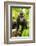 Asia, Indonesia, Sulawesi. Crested Black Macaque Juvenile in Rainforest-David Slater-Framed Photographic Print