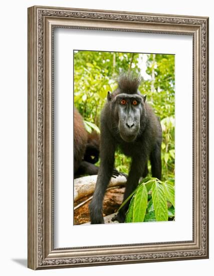 Asia, Indonesia, Sulawesi. Crested Black Macaque Juvenile in Rainforest-David Slater-Framed Photographic Print