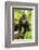 Asia, Indonesia, Sulawesi. Crested Black Macaque Juvenile in Rainforest-David Slater-Framed Photographic Print